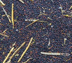 Rapeseed Pictures
